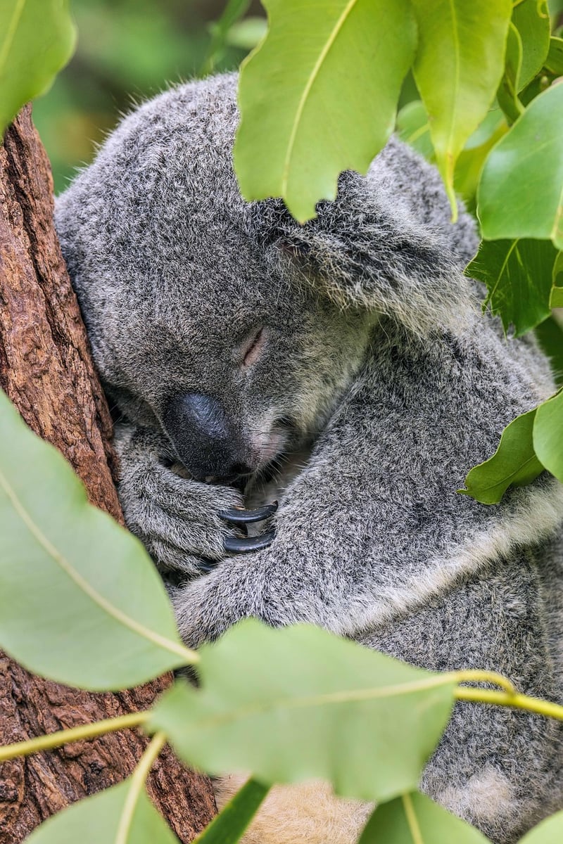 Power Napping